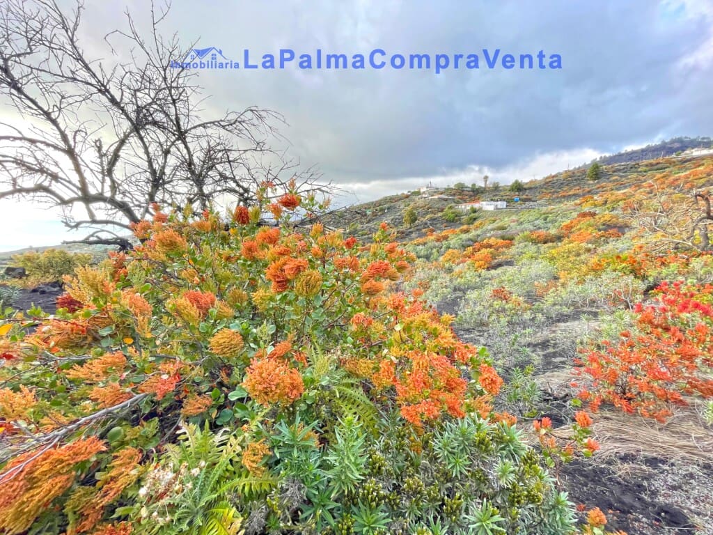 Los - 1231138-01