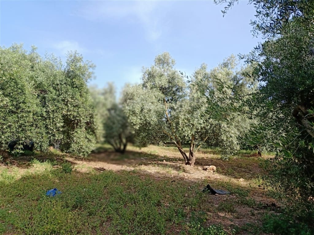 Casa de campo-Masía Arriate - 1234602-03