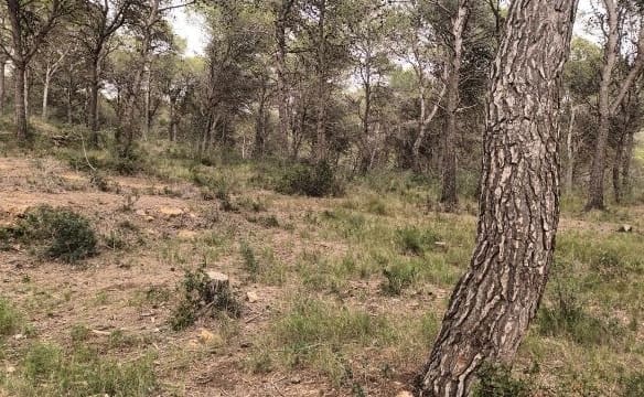 Casa de campo-Masía Estartit - 1053585-06