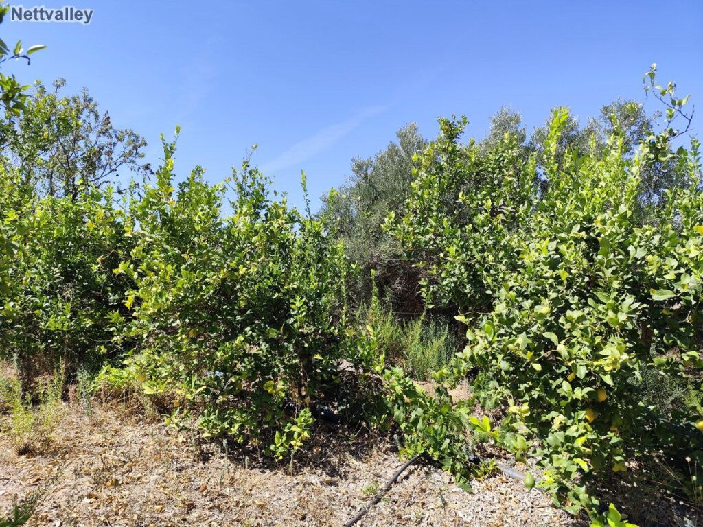 Casa de campo-Masía Lecrin - 1203926-02