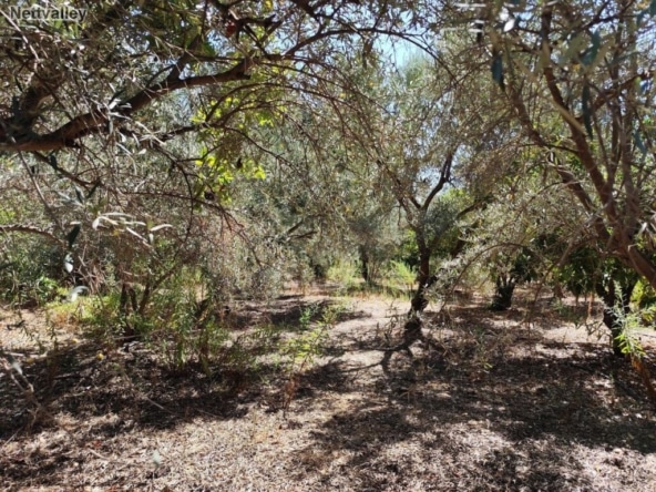 Casa de campo-Masía Lecrin - 1203926-05