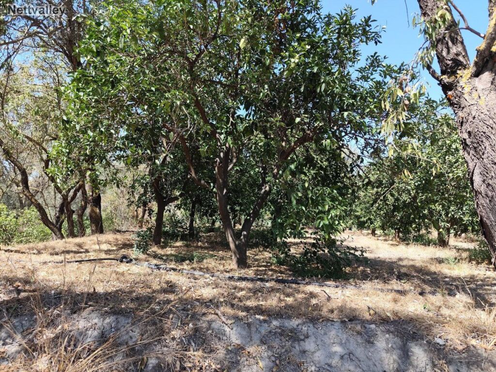 Casa de campo-Masía Lecrin - 1203927-06